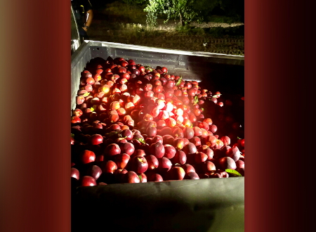 Truck bed filled with nectarines
