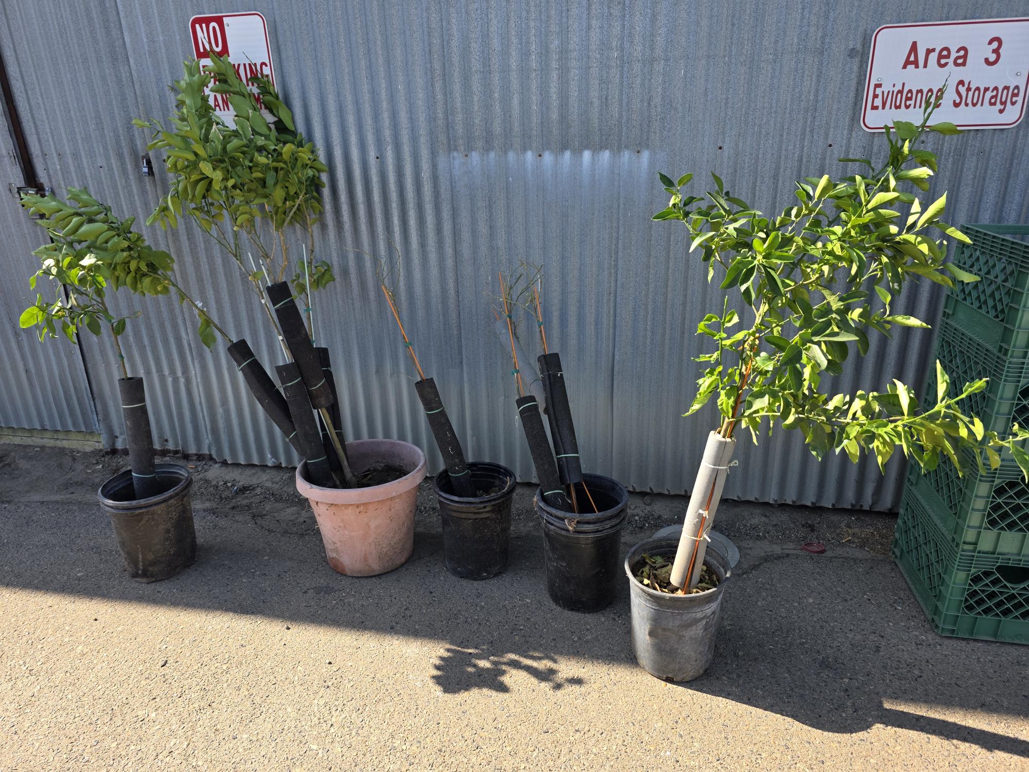 Recovered Citrus Trees