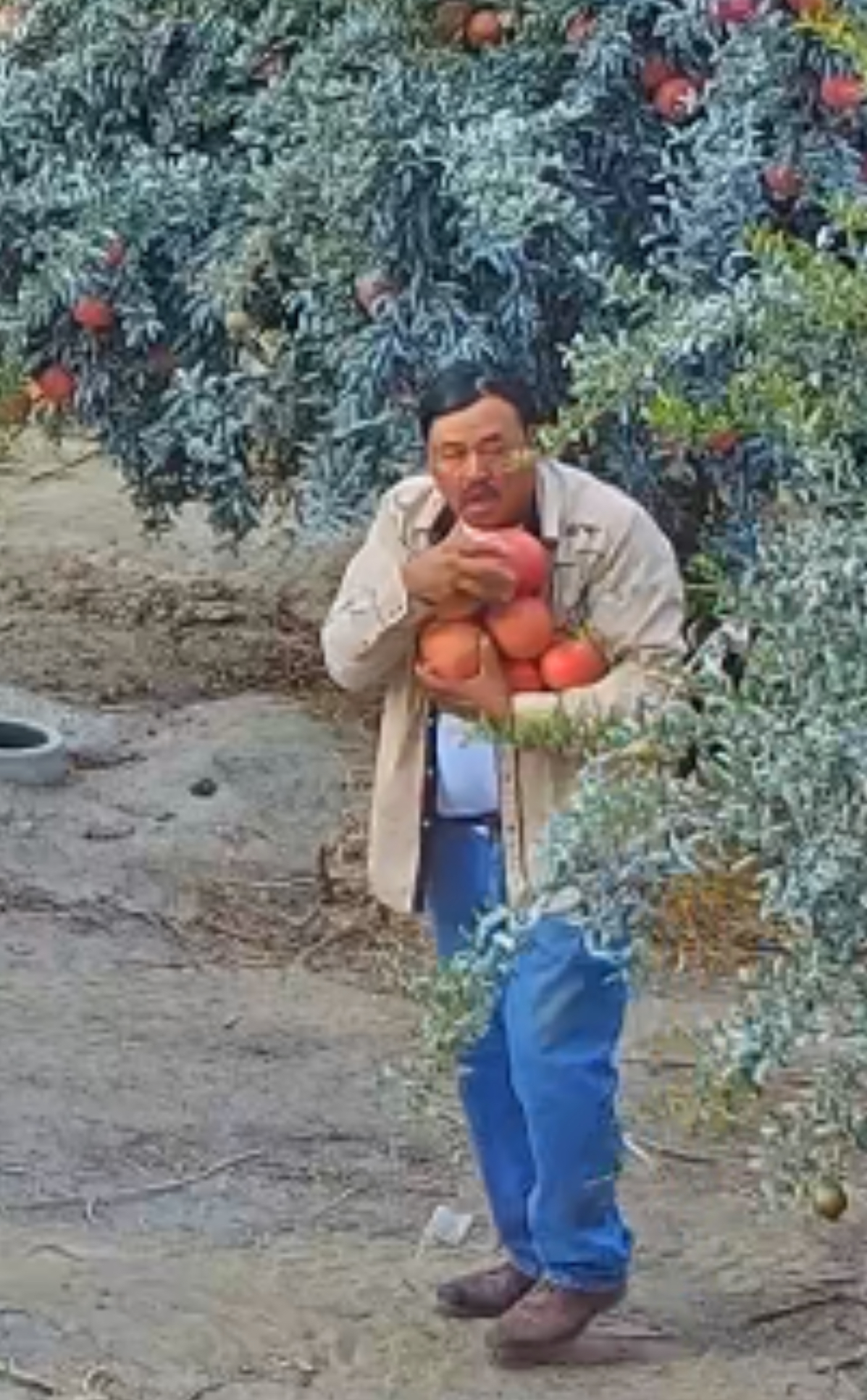 Pomegranate Thief